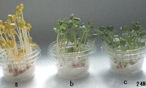 宝宝不可以吃的水果有哪些-权威小宝宝不宜吃什么食物呢平台,分享专业小宝宝不宜吃什么食物呢知识_小宝宝不宜吃什么食物网